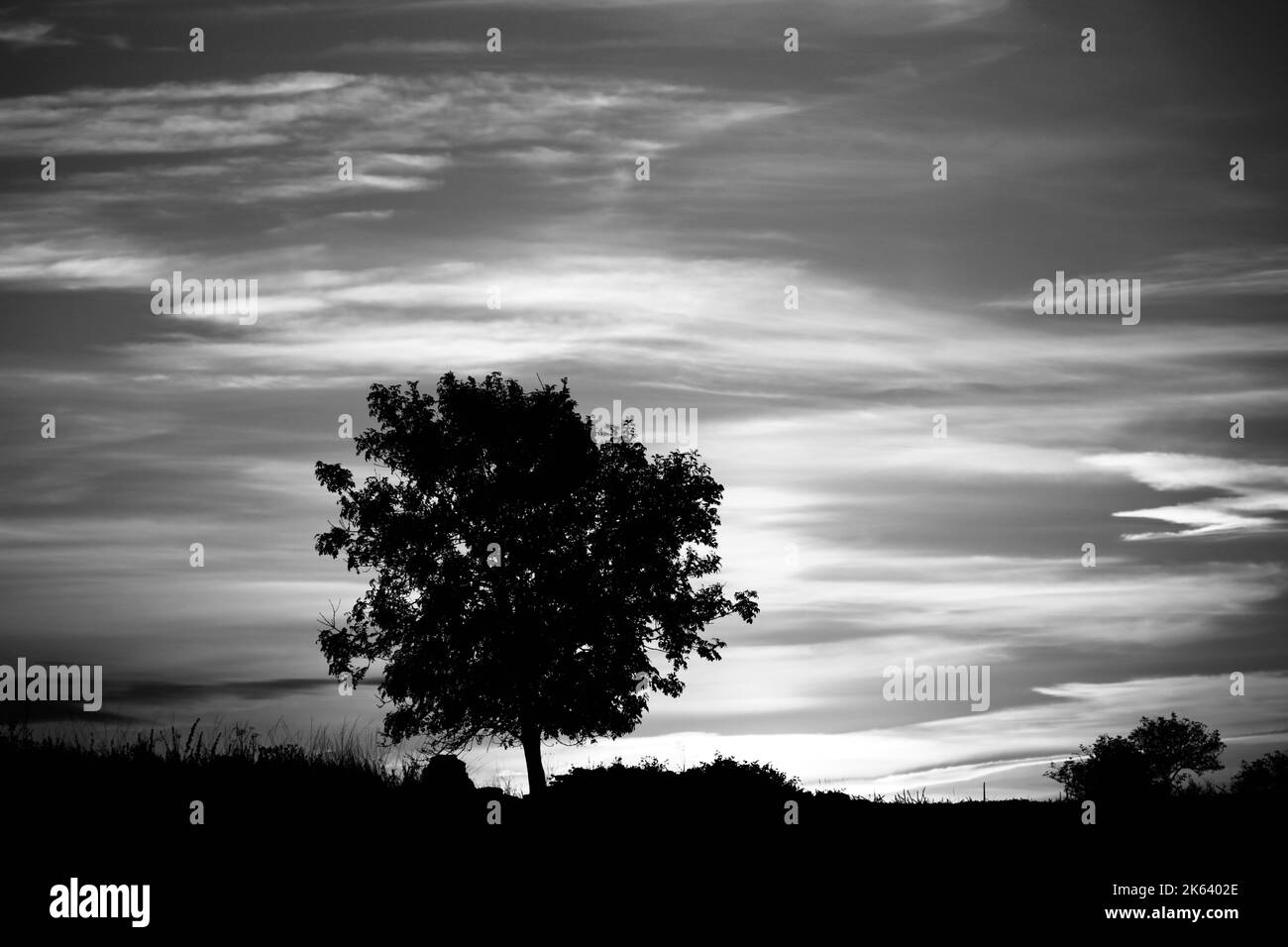 Tree Silhouette against a Cotswold Sunrise Stock Photo