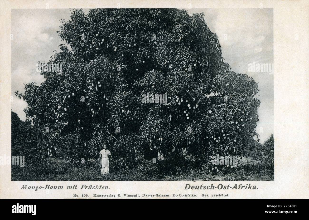 German East Africa - a Mango Tree full of fruit. German East Africa was a German colony in the African Great Lakes region, which included present-day Burundi, Rwanda, the Tanzania mainland, and the Kionga Triangle, a small region later incorporated into Mozambique. Stock Photo