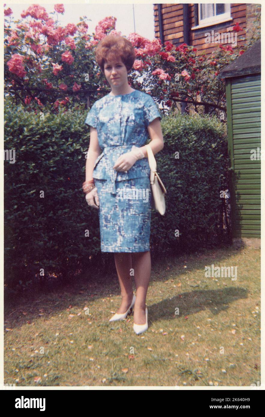 A young lady in a smart two-piece blue and white summer outfit (with matching white leather handbag) standing beside a neatly-clipped hedge and pink rose bush in a British suburban back garden. Stock Photo
