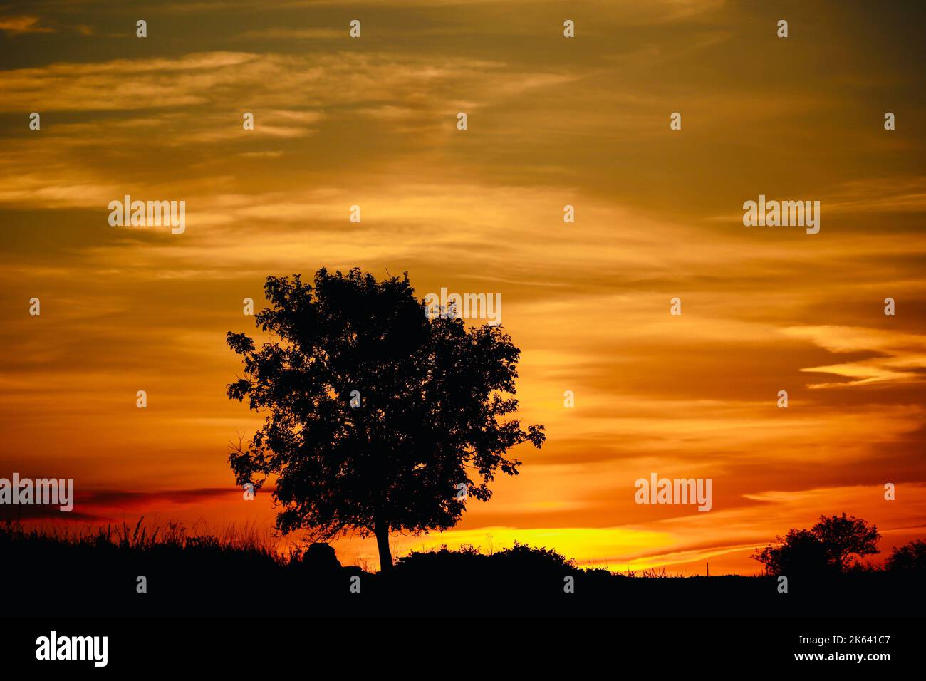 tree silhouettes against a dramatic sunrise sky Stock Photo - Alamy