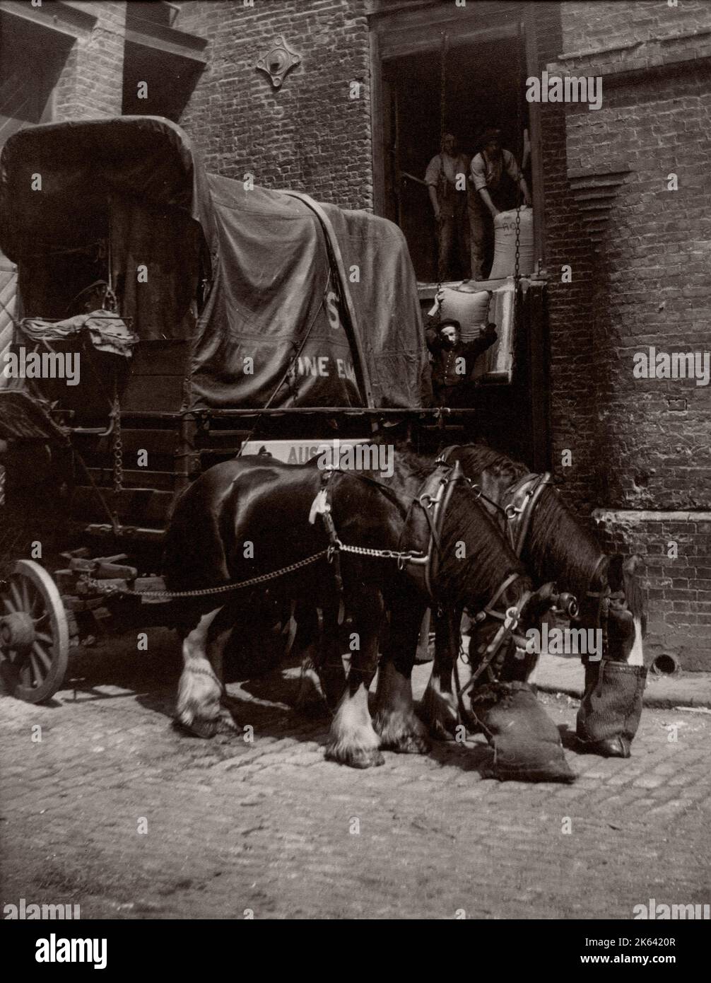 c.1930s - dray horses in London with nosebags Stock Photo