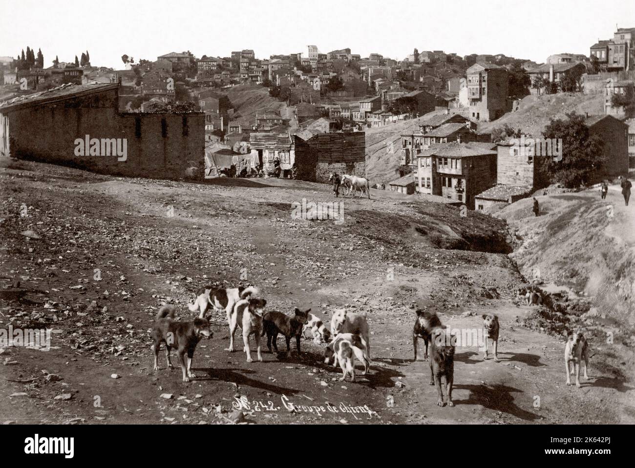 c.1890s Turkey - group of street dogs Stock Photo