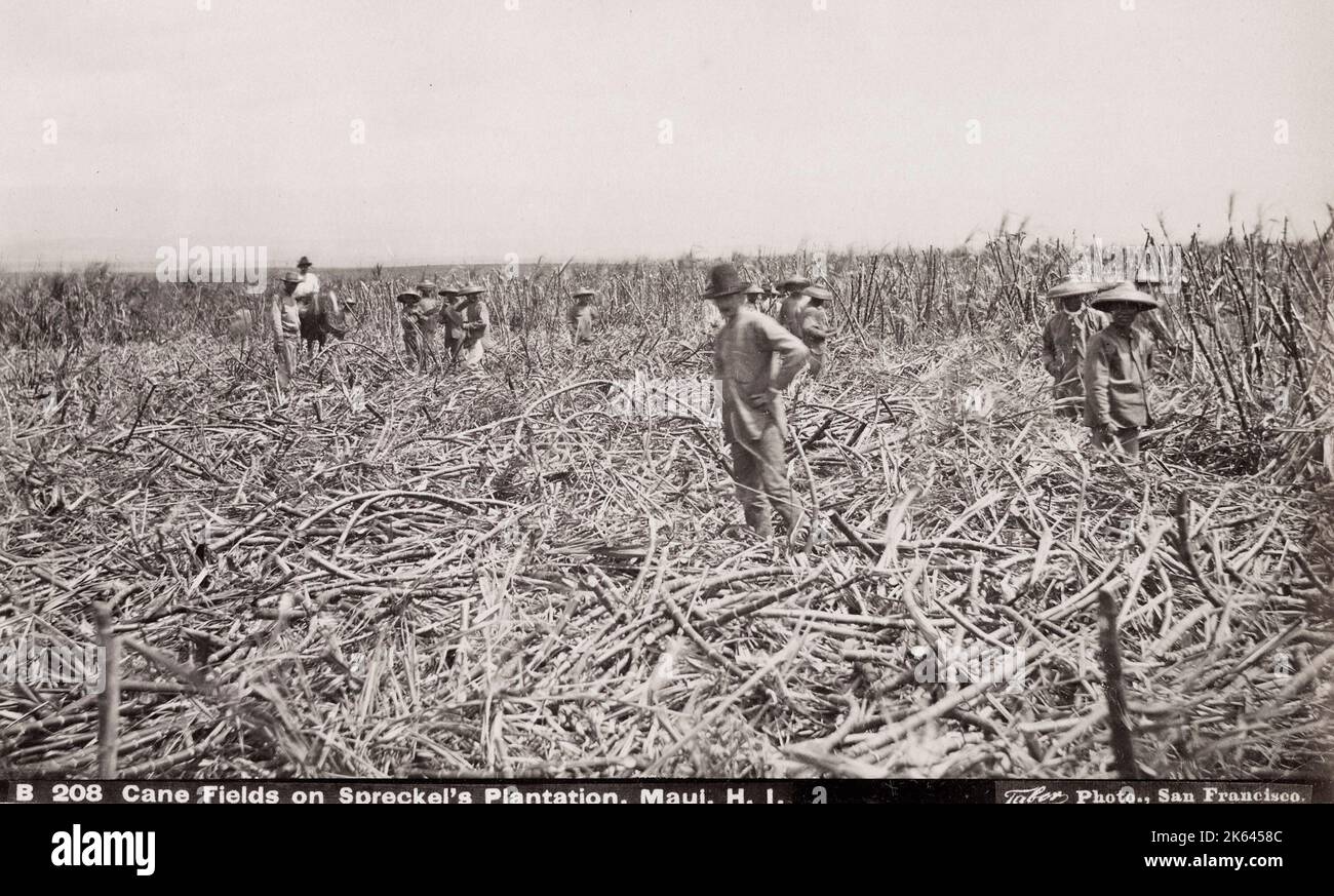Hawaii sugar plantation workers hires stock photography and images Alamy