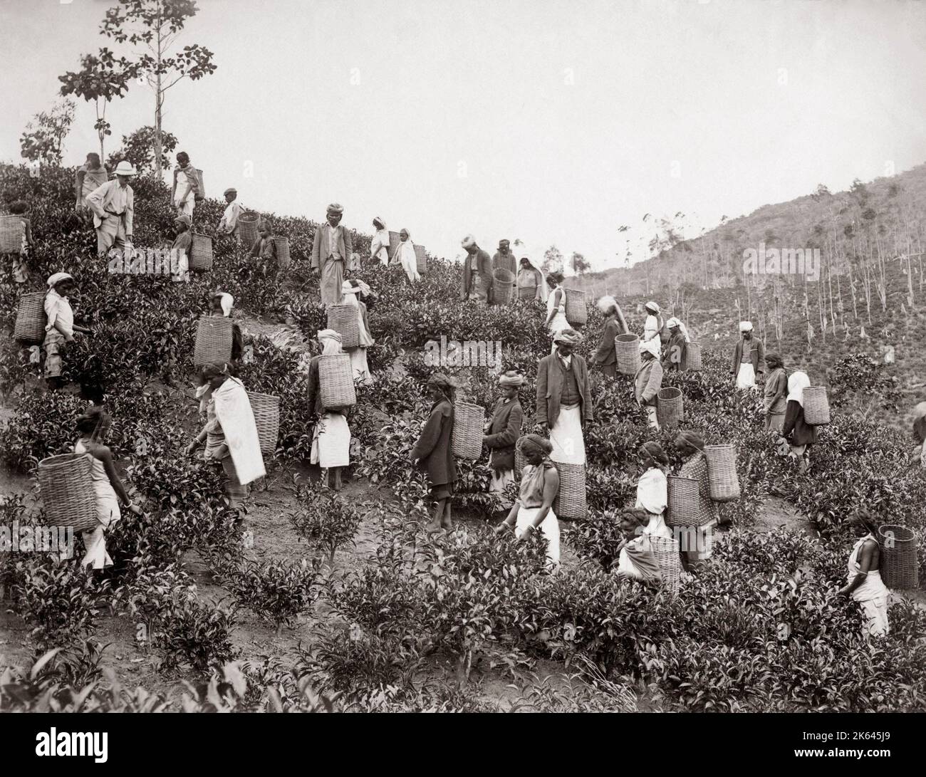 Ceylon tea 19th century hi-res stock photography and images - Alamy