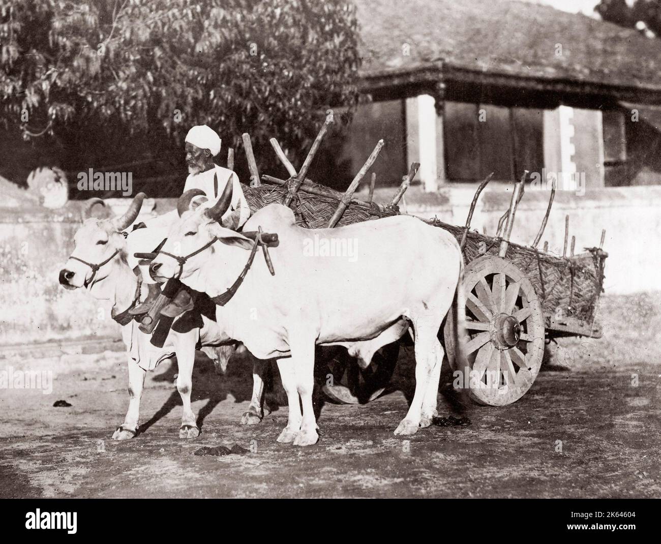c. 1880s India - image from an album of Indian 'types' and trades' designed to illustrate India to a British viewer - ox or cattle cart Stock Photo