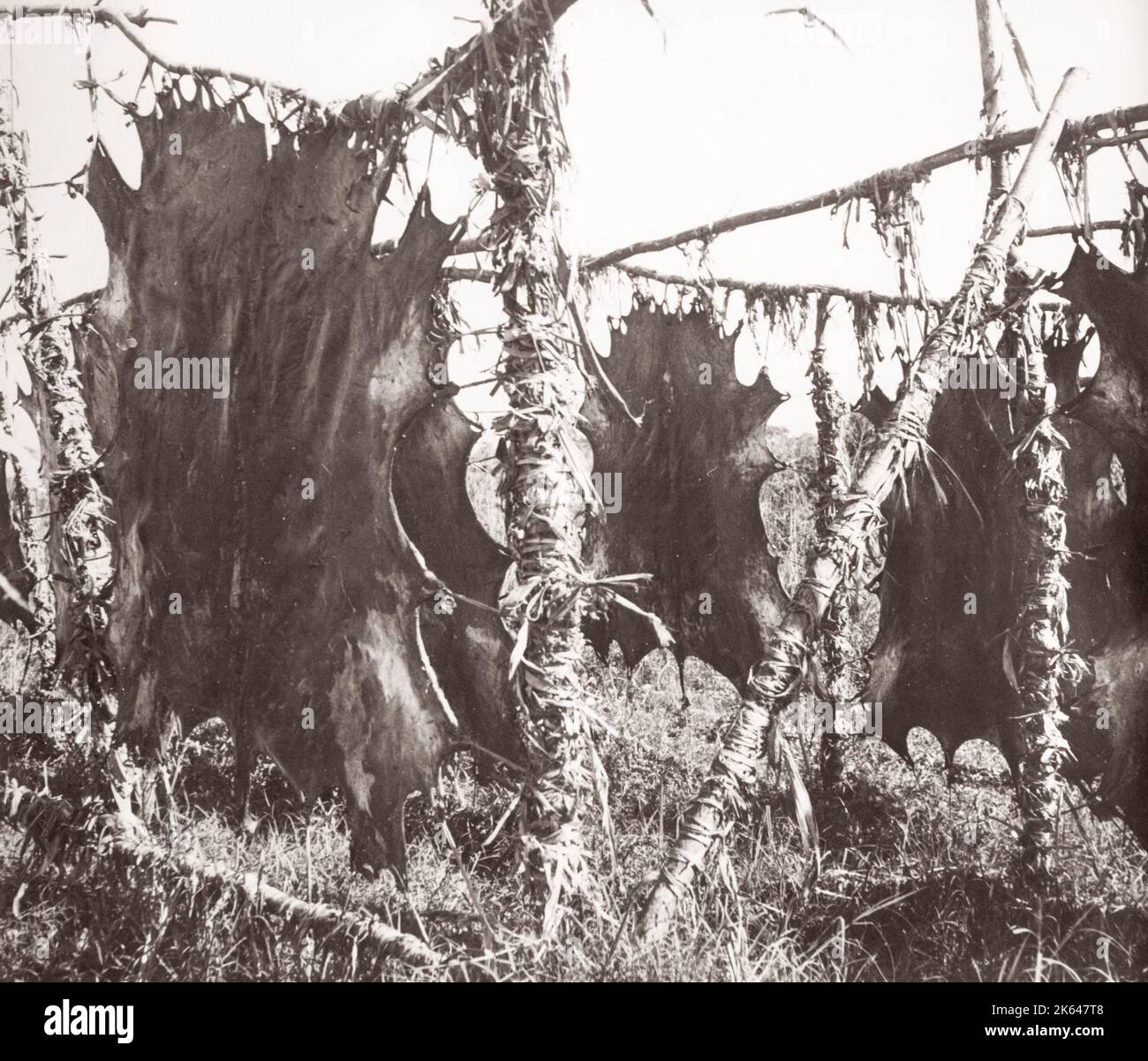 1940s East Africa - Uganda - animal hides pegged out to dry Photograph by a British army recruitment officer stationed in East Africa and the Middle East during World War II Stock Photo