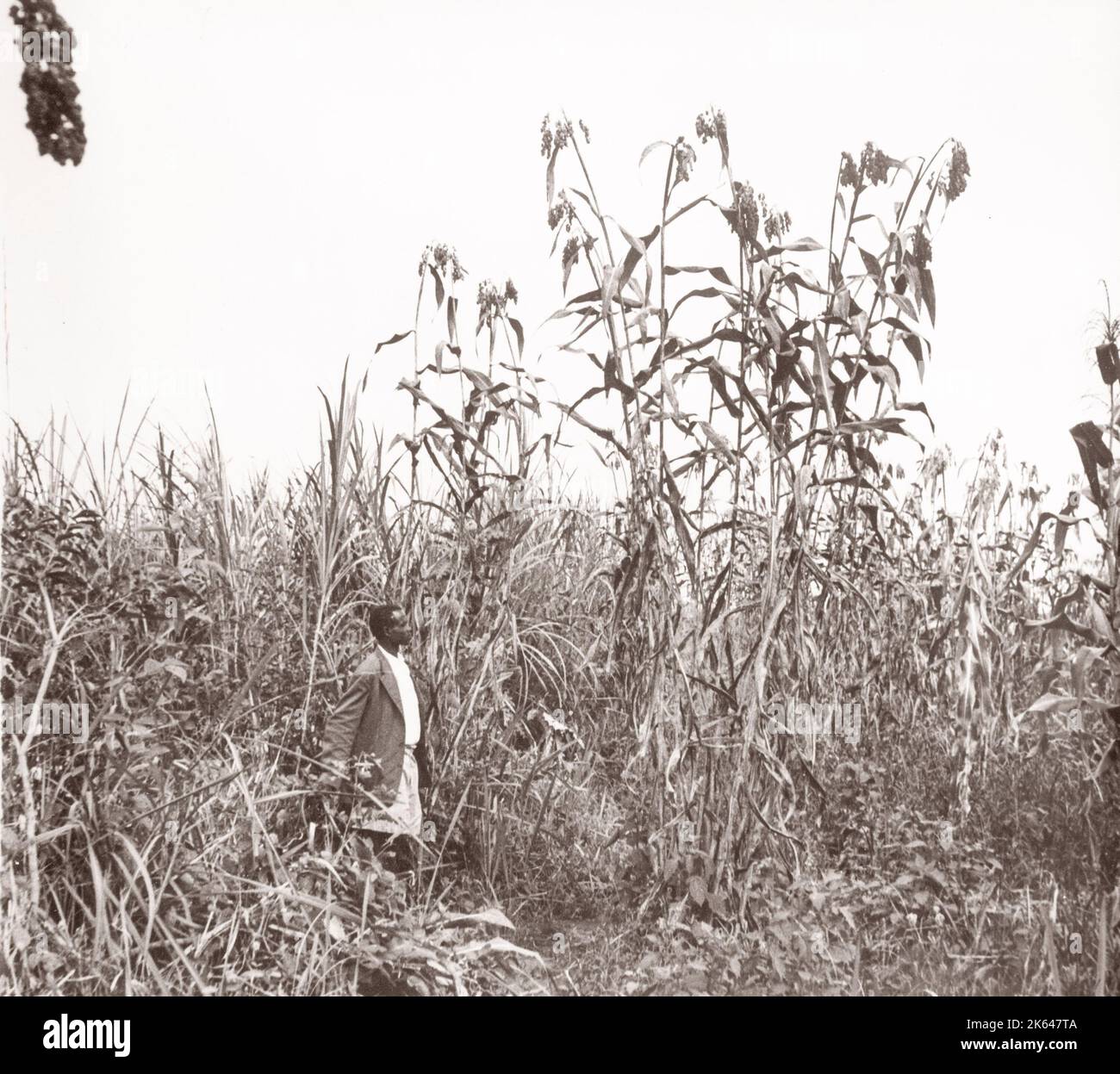 1940s East Africa Uganda Bunyuro millet crop growing Photograph by a British army