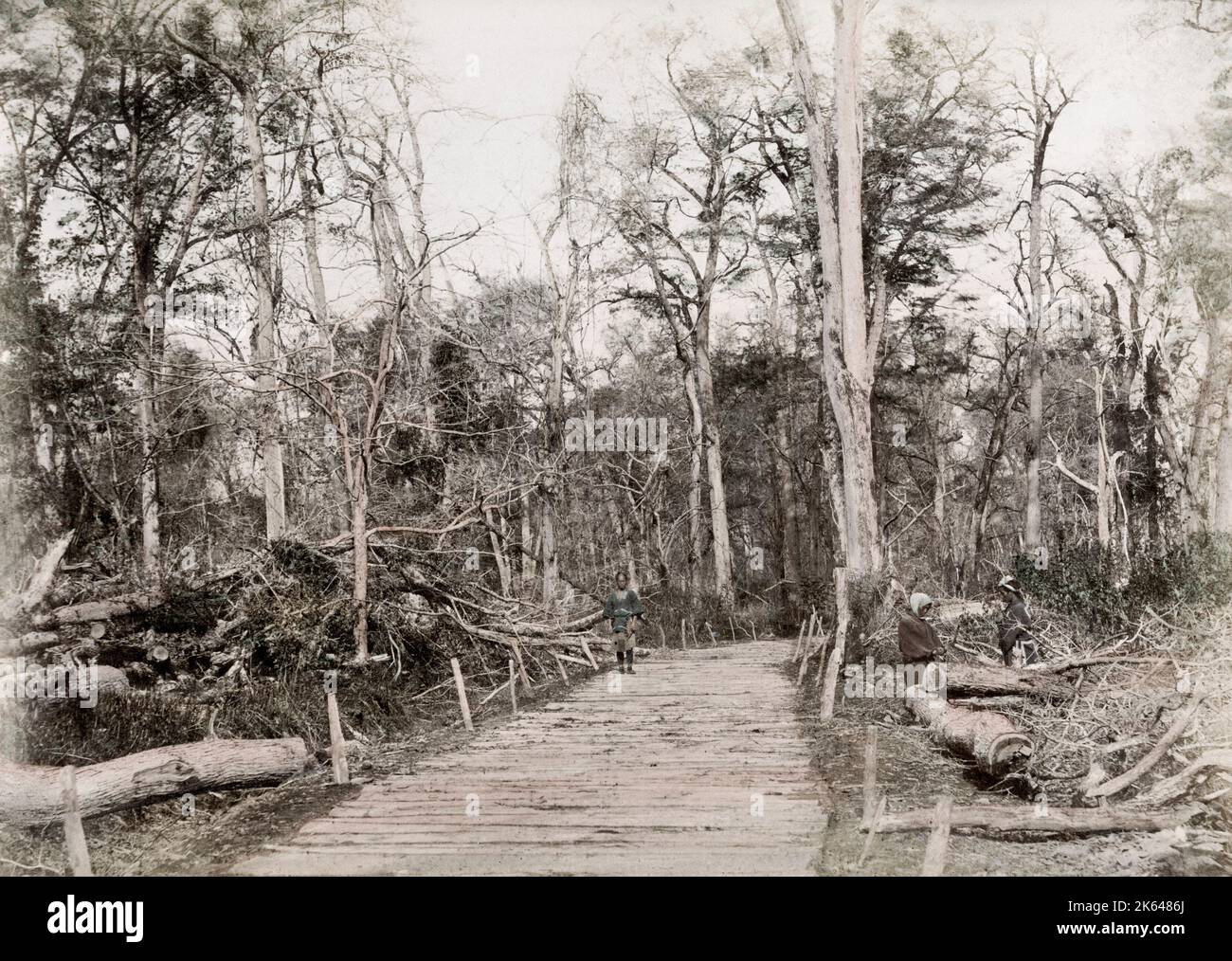 Vintage 19th century photograph - Japan - from the studio of Baron Raimund von Stillfried. Fallen trees at Ninomiya, Kanagaw district, possibly the result of typhoon damage. Stock Photo