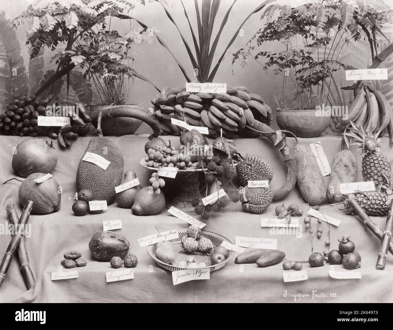 Late 19th century vintage photograph: Fruits of Singapore, laid out and labelled. Stock Photo