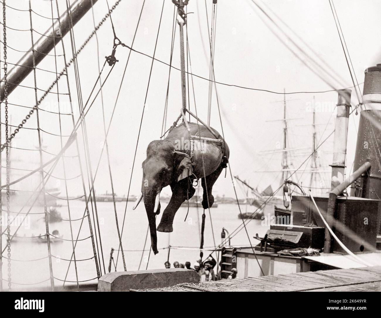 Loading an elephant onto a ship with a crane, Burma, c.1880's Stock