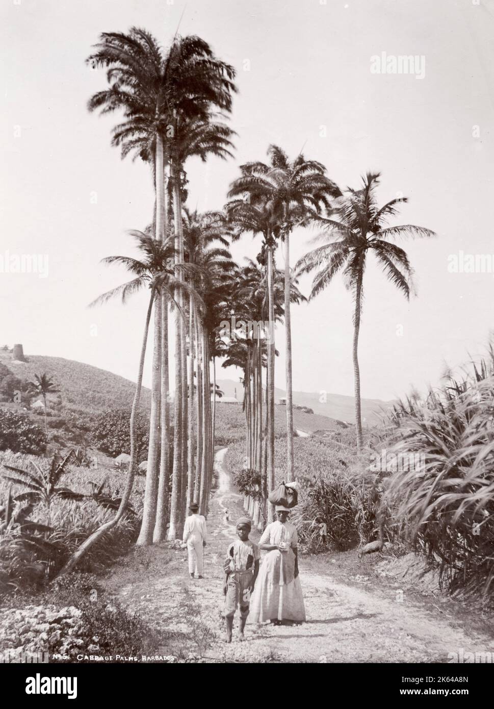 Vintage late 19th century photograph: Cabbage palms, Barbados, West Indies, c.1890's. Stock Photo