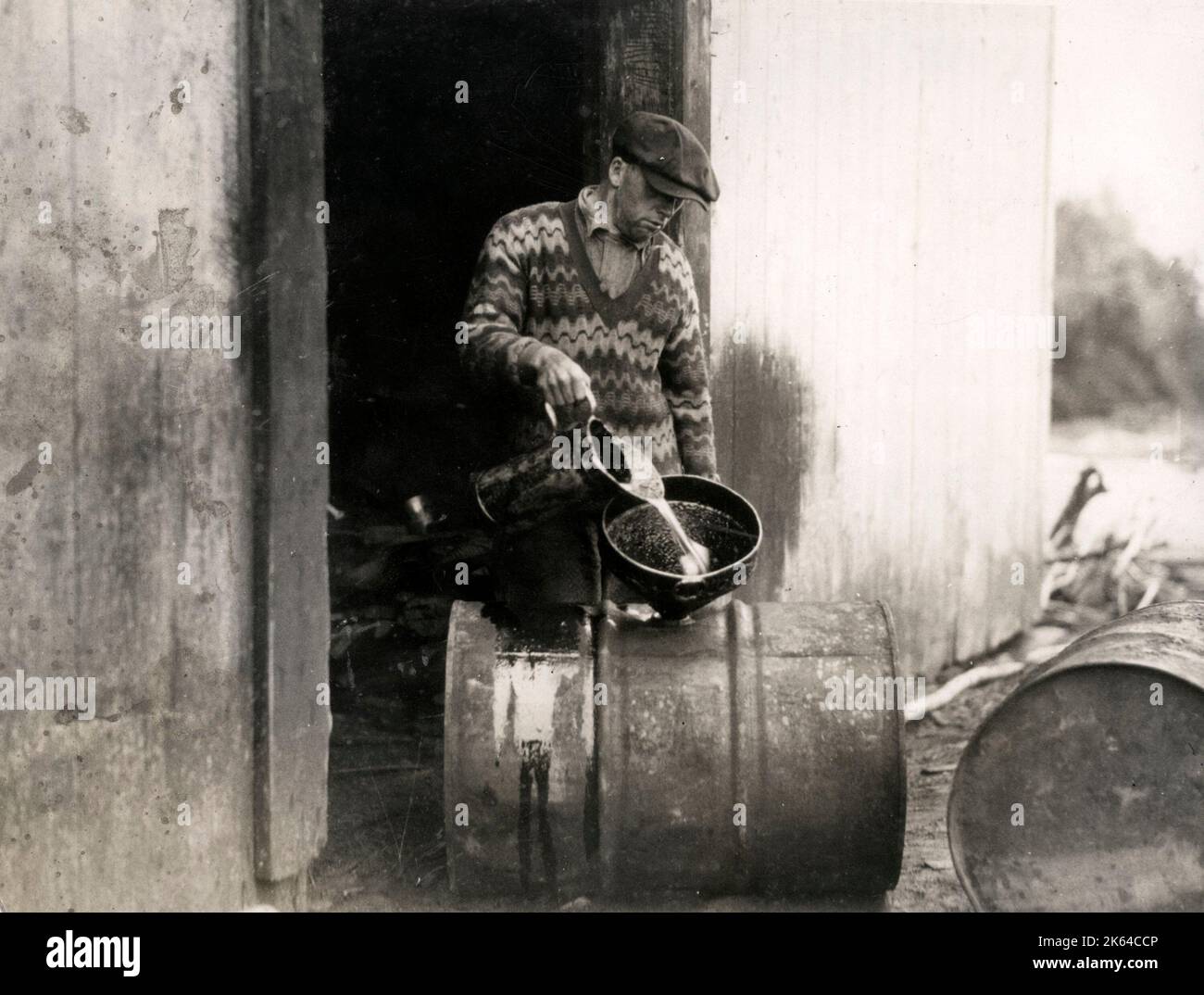 Early 20th century vintage press photograph - whale oil from white whales being poured into barrels for export from Canada to the United States. Stock Photo