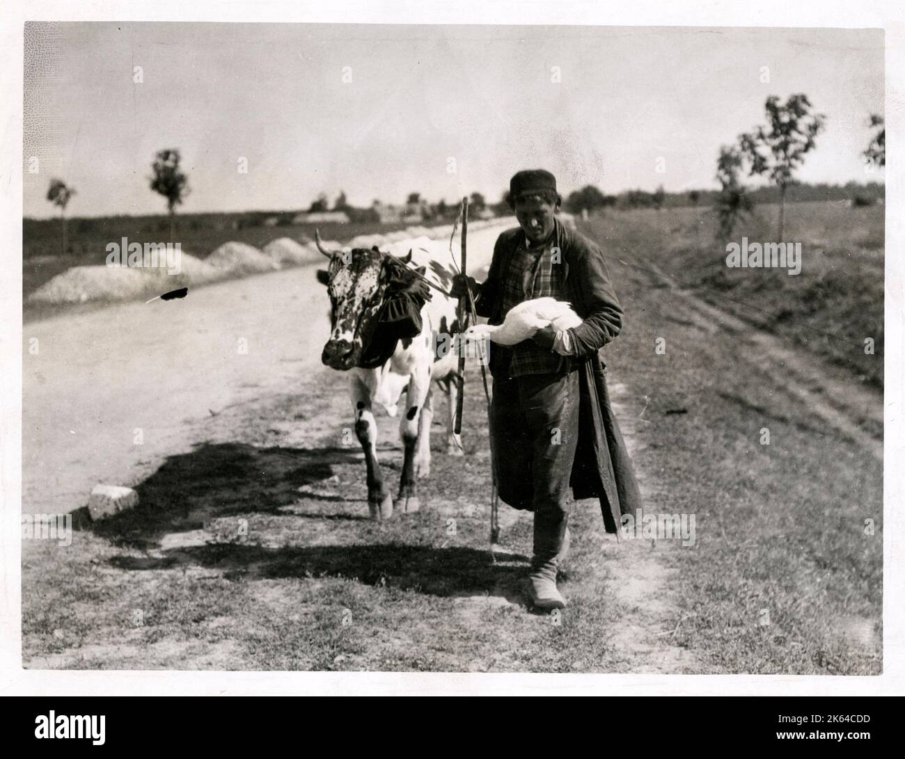 Polish refugee flees with his possessions - a cow and a goose - ahead of the German advance into Poland during World War I. Stock Photo