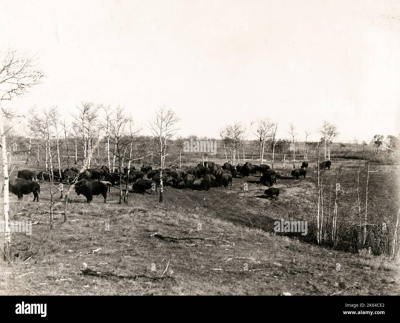 Buffalo herd in Buffalo National Park Canada, c.1920. Buffalo National Park was created near the town of Wainwright in east central Alberta on June 5, 1909. It was closed in 1940 and delisted in 1947 when the land was transferred to the Department of National Defence. The 583 km2 (225 sq mi) park land now comprises the majority of Canadian Forces Base Wainwright. The first Park Warden was Bud Cotton, who served from 1912 through 1940. Stock Photo