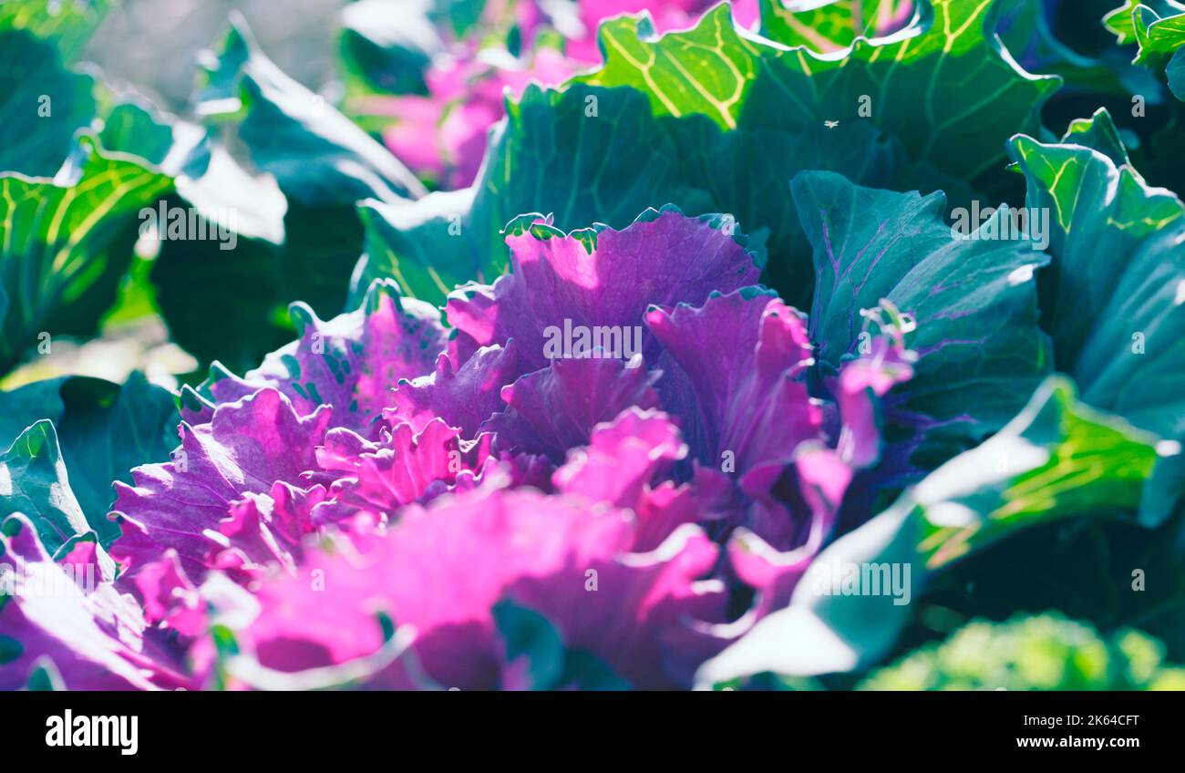 Colourful Fresh Ornamental Cabbages and Kales ( brassicas ) growing in a British Garden Stock