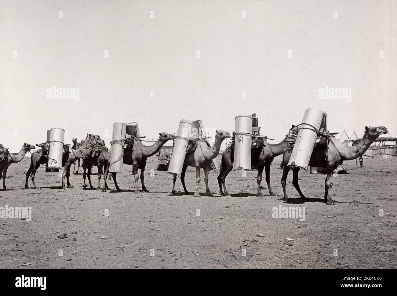 Vintage early 20th century photograph pack camels for transporting
