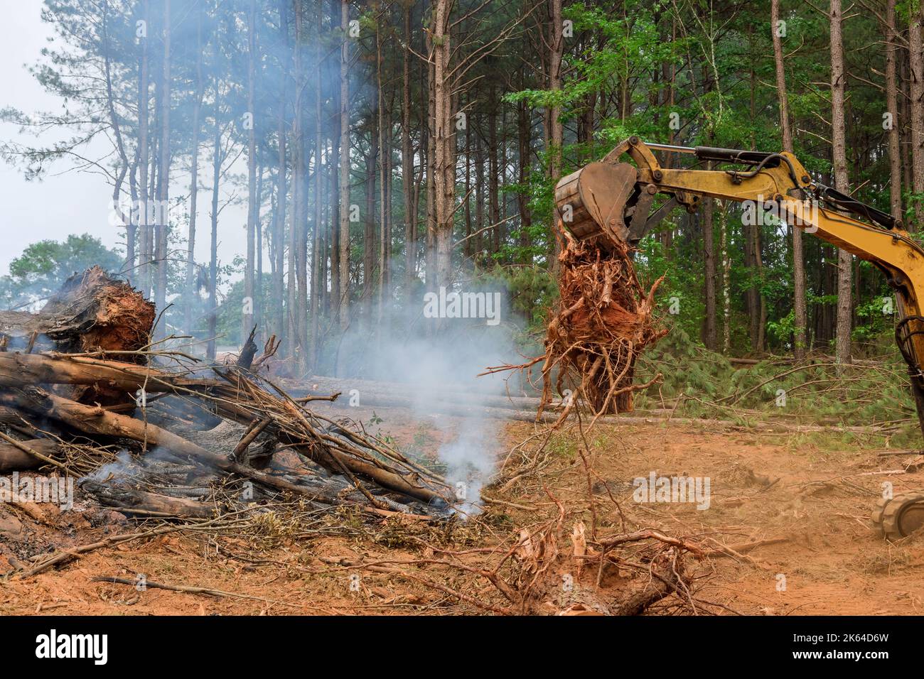 Burned trees that have been uprooted, process preparation land to for
