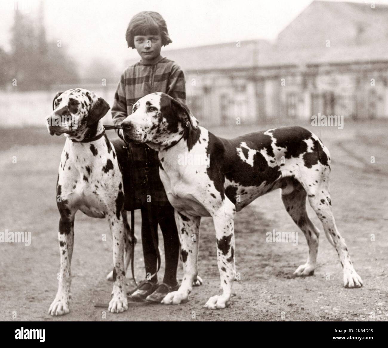 Dog show great dane hires stock photography and images Alamy