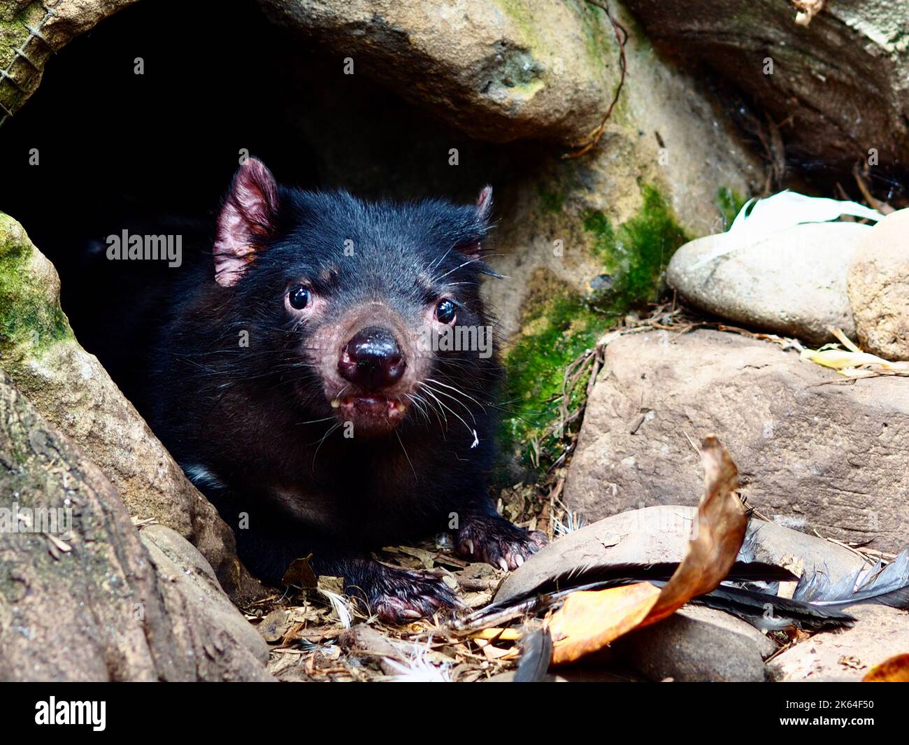 Fierce predatory Tasmanian Devil emerging from his burrow. Stock Photo