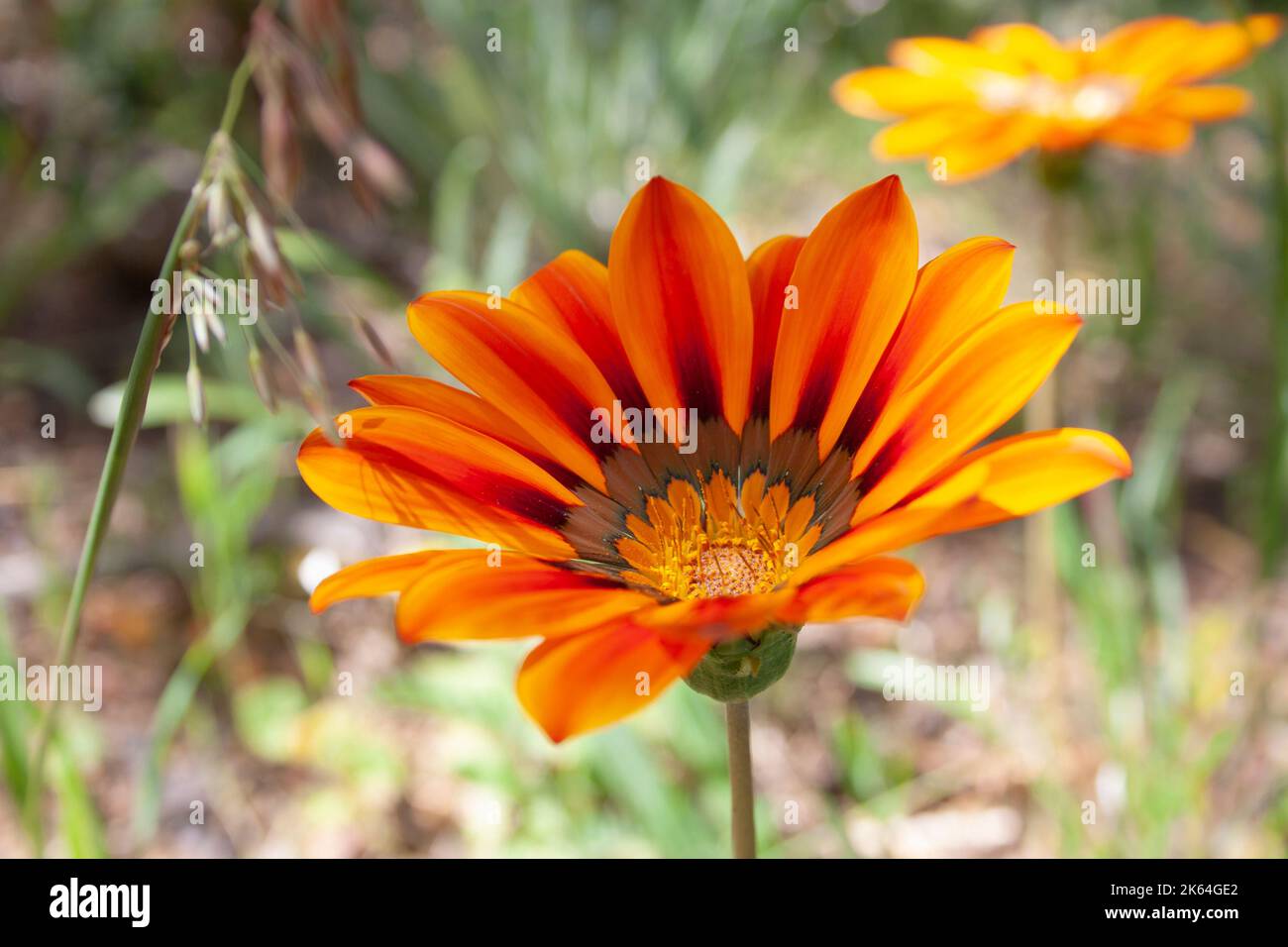 Gazania Linearis also known as the Striped Treasure Flower. Paarl Rock, South Africa Stock Photo