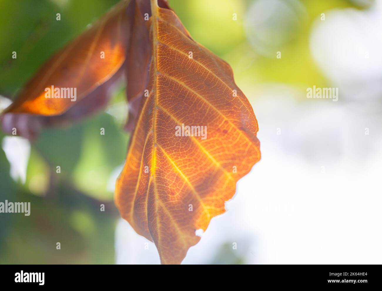 Macro Leaf Backgrounds / covers ( copyspace) Stock Photo