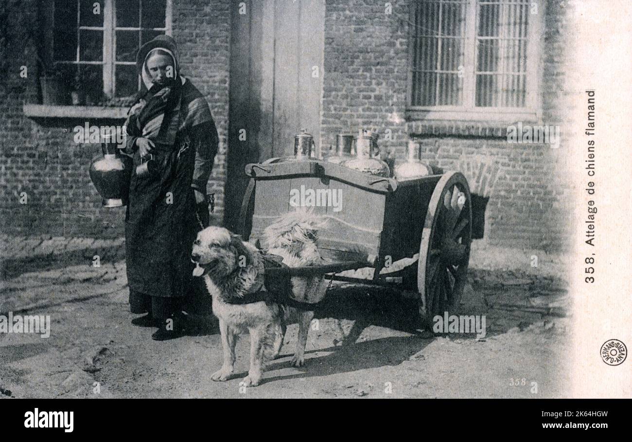 Flemish Milkmaid with her dog cart, Brussels, Belgium. Dog carts pulled by two or more dogs were historically used in Belgium and the Netherlands for delivering milk, bread, and other trades. Stock Photo