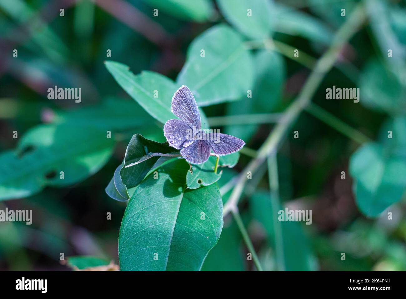 A close up of a short-tailed blue butterfly on a green leaf Stock Photo