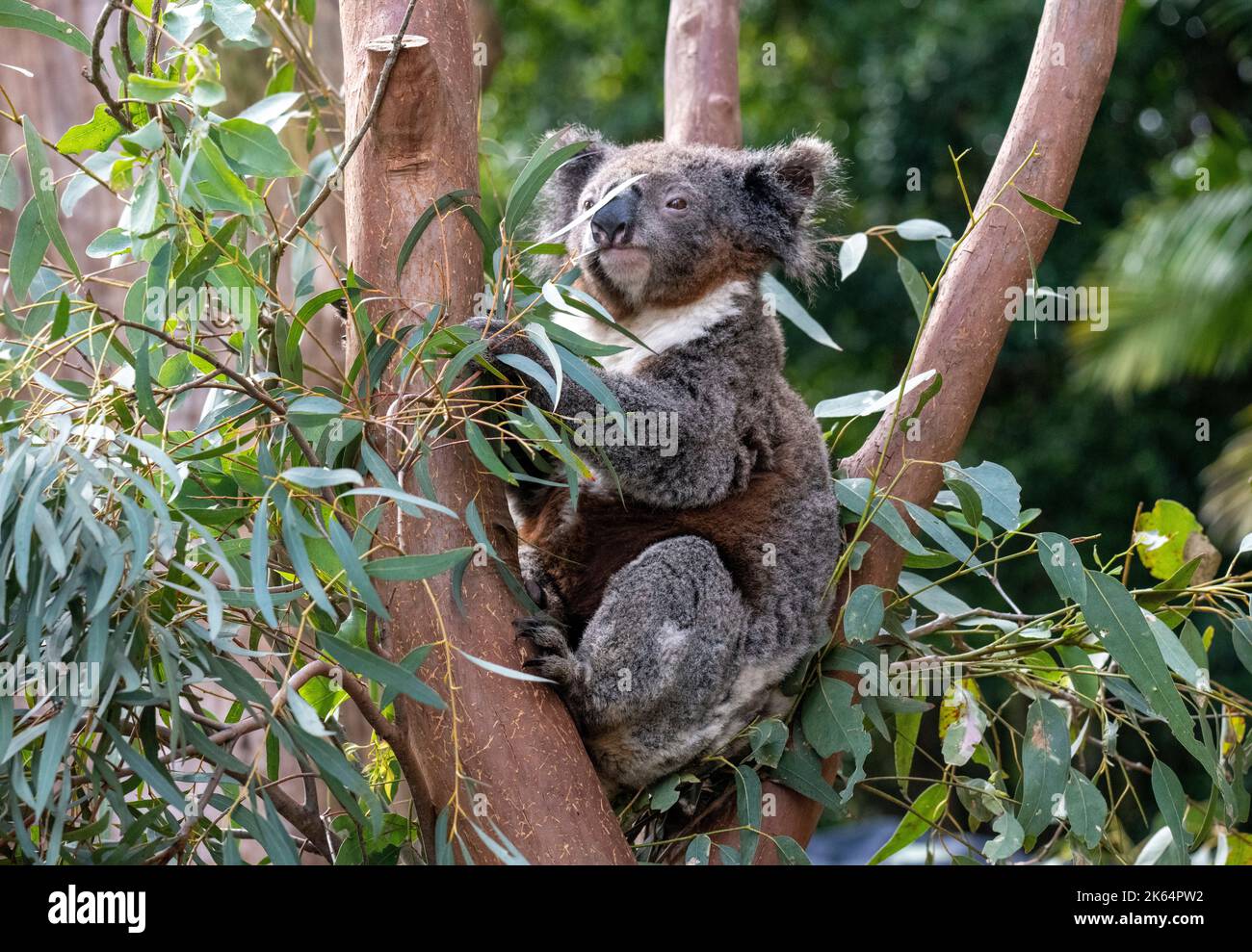 A Koala ( Phascolarctos cinereus) on a tree at Featherdale Wildlife Park in Sydney, New South Wales, Australia. (Photo by Tara Chand Malhotra) Stock Photo