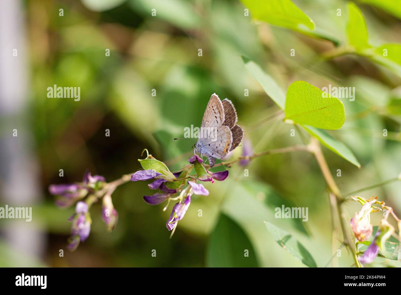 A close up of a short-tailed blue butterfly sitting on a purple flower Stock Photo