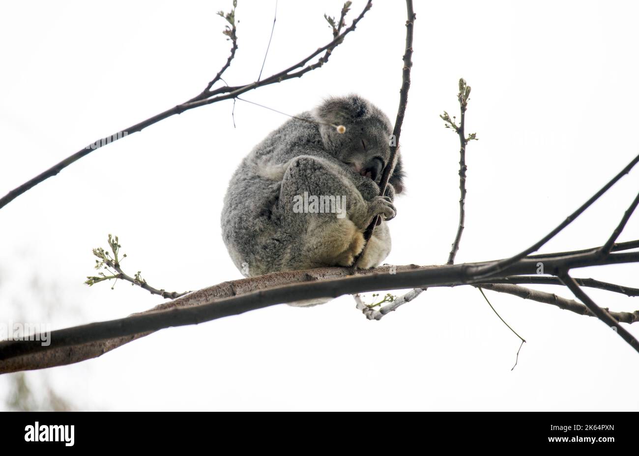 A Koala ( Phascolarctos cinereus) sleeping on a tree at Featherdale Wildlife Park in Sydney, NSW, Australia. (Photo by Tara Chand Malhotra) Stock Photo