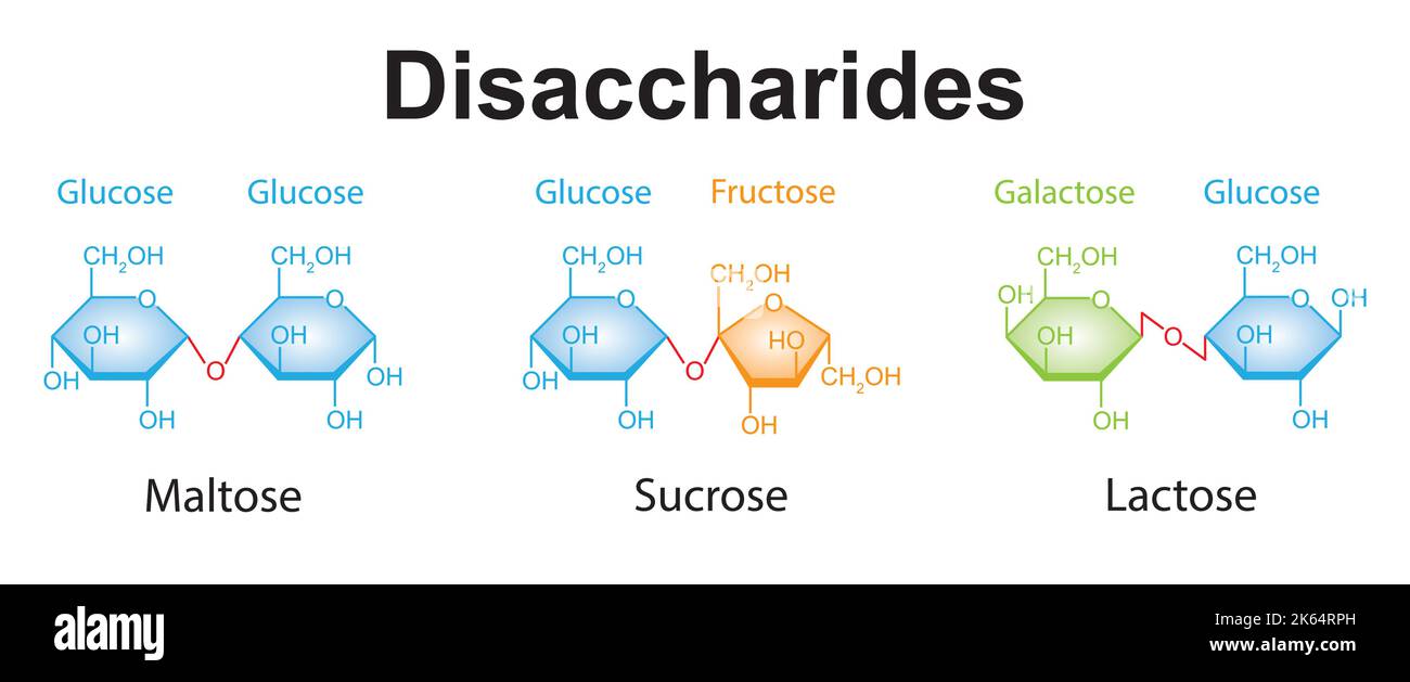 Chemical Illustration of Disaccharides. Maltose, Sucrose And Lactose. Colorful Symbols. Vector Illustration. Stock Vector