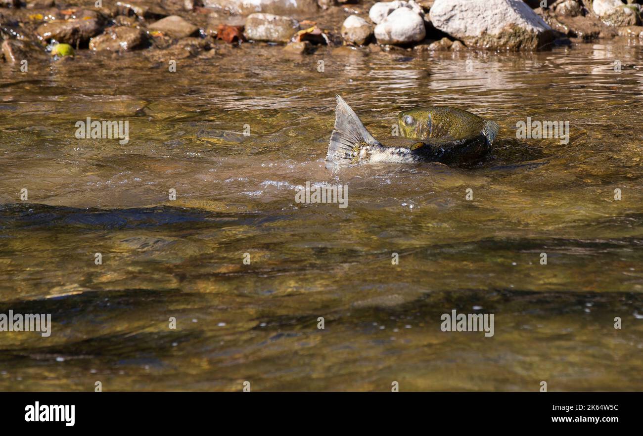 Mississauga, Canada. 11th Oct, 2022. A brown trout migrates to a spawning ground in the Credit River in Mississauga, Ontario, Canada, on Oct. 11, 2022. Credit: Zou Zheng/Xinhua/Alamy Live News Stock Photo