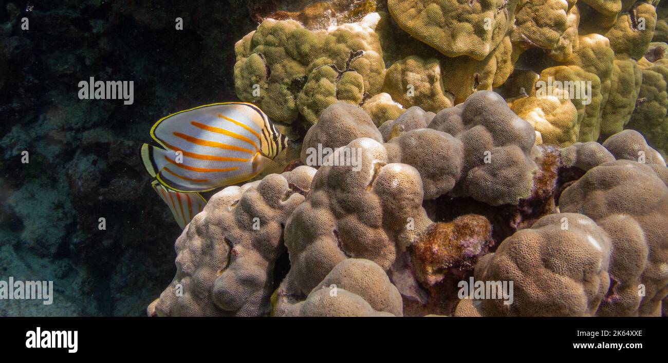 Ornate butterflyfish cruising the reef. Stock Photo