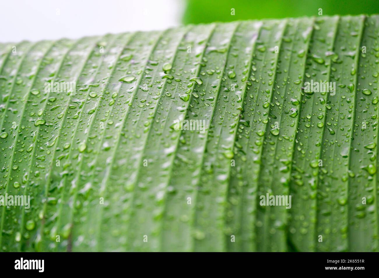 raindrops green natural background,Green banana leaf close up with raindrops and selective focus Stock Photo