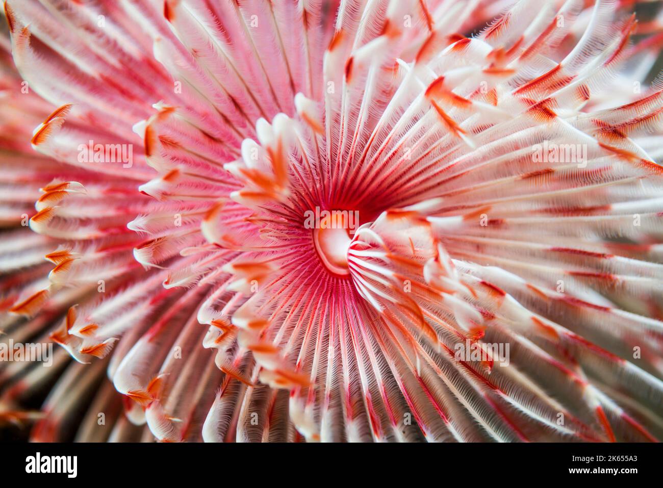 Filter feeding appendages of a magnificent tube worm Stock Photo Alamy