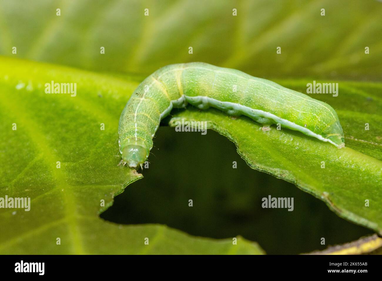 Large Ranunculus moth caterpillar Stock Photo - Alamy