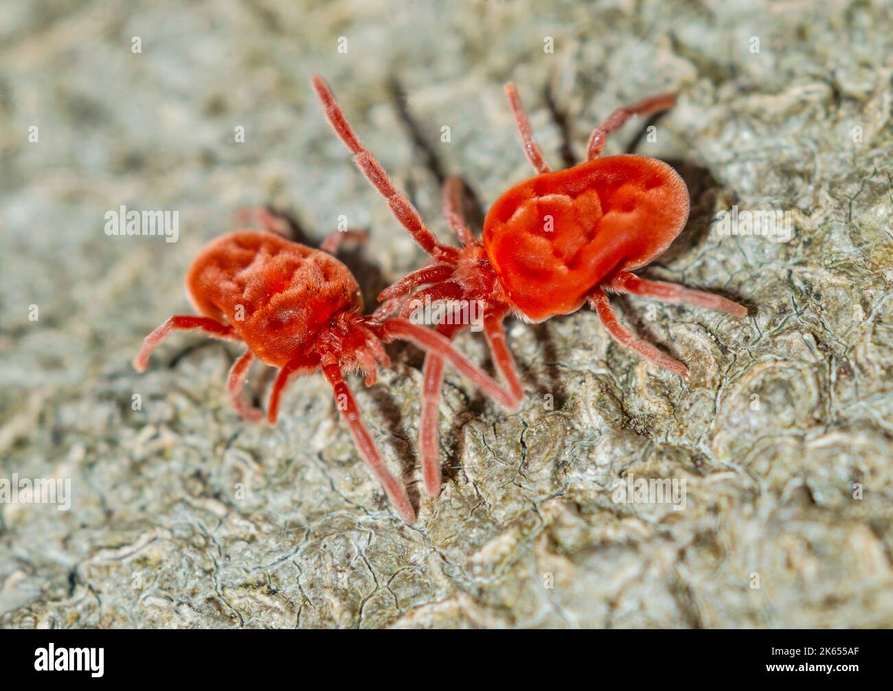 Clover mites on tree bark Stock Photo Alamy