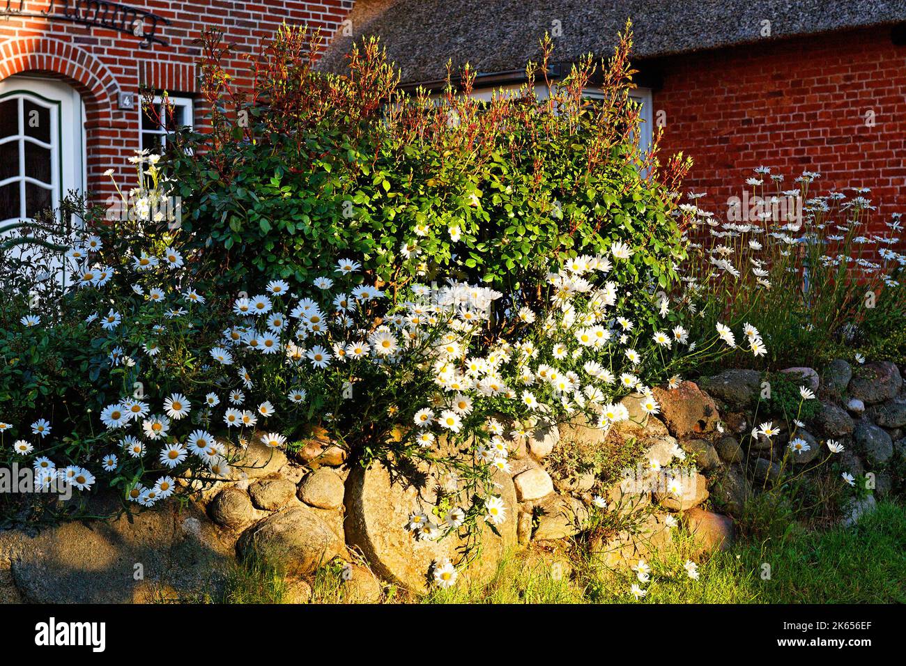 Stone wall and flowering Margerites in front of frisian house, Amrum, north frisian islands, Germany. Natursteinmauer bewachsen mit Margeriten und Ree Stock Photo