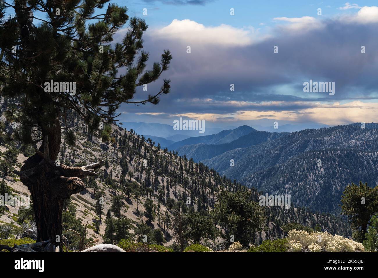 Forested slope near Mt Burnham and Mt Baden Powell in the San Gabriel Mountains of Southern California. Stock Photo