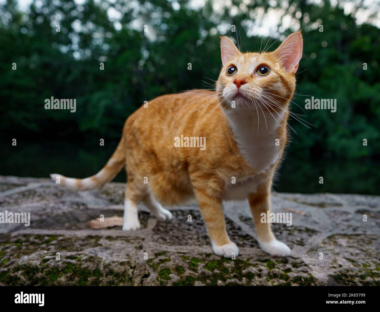 Young orange tabby cat posing in nature Stock Photo - Alamy
