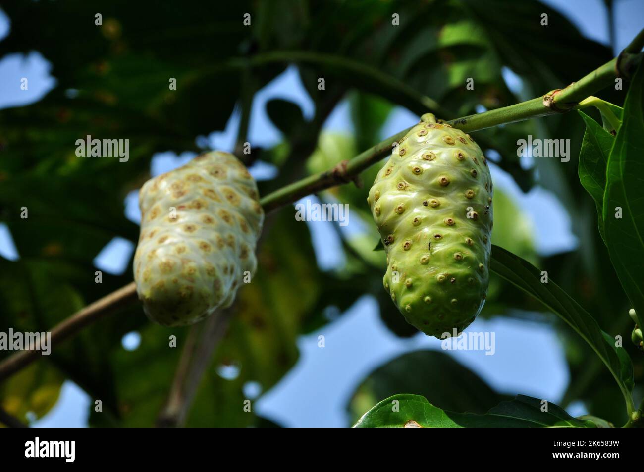 Morinda citrifolia or noni fruit is a fruit bearing tree in the coffee family Rubiaceae Stock Photo