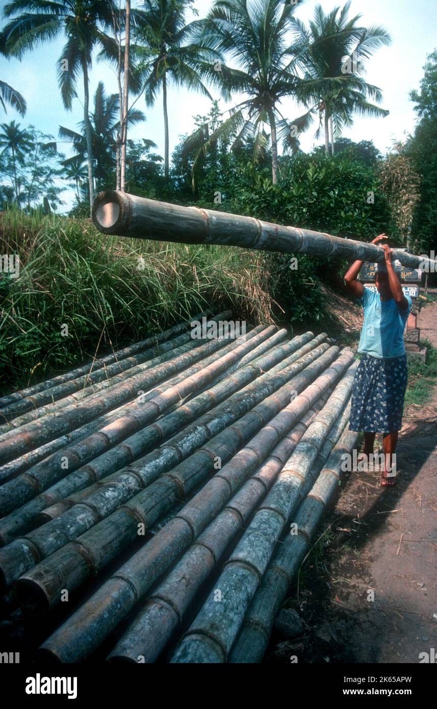 Giant bamboo -Dendrocalamus giganteus - has many uses in Asia Stock Photo