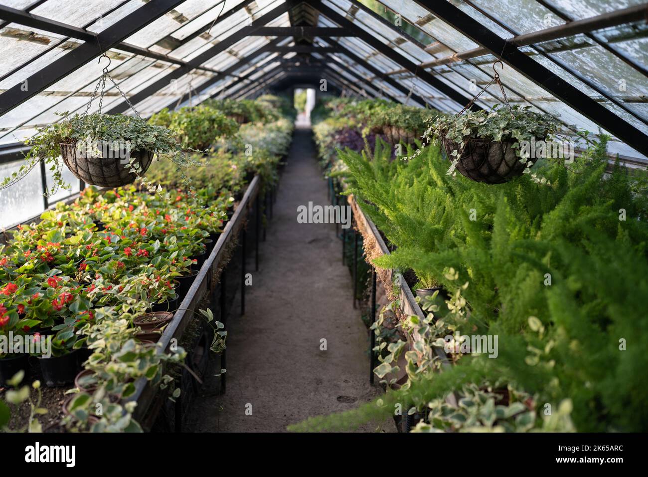 Asparagus Greenhouse Hi Res Stock Photography And Images Alamy