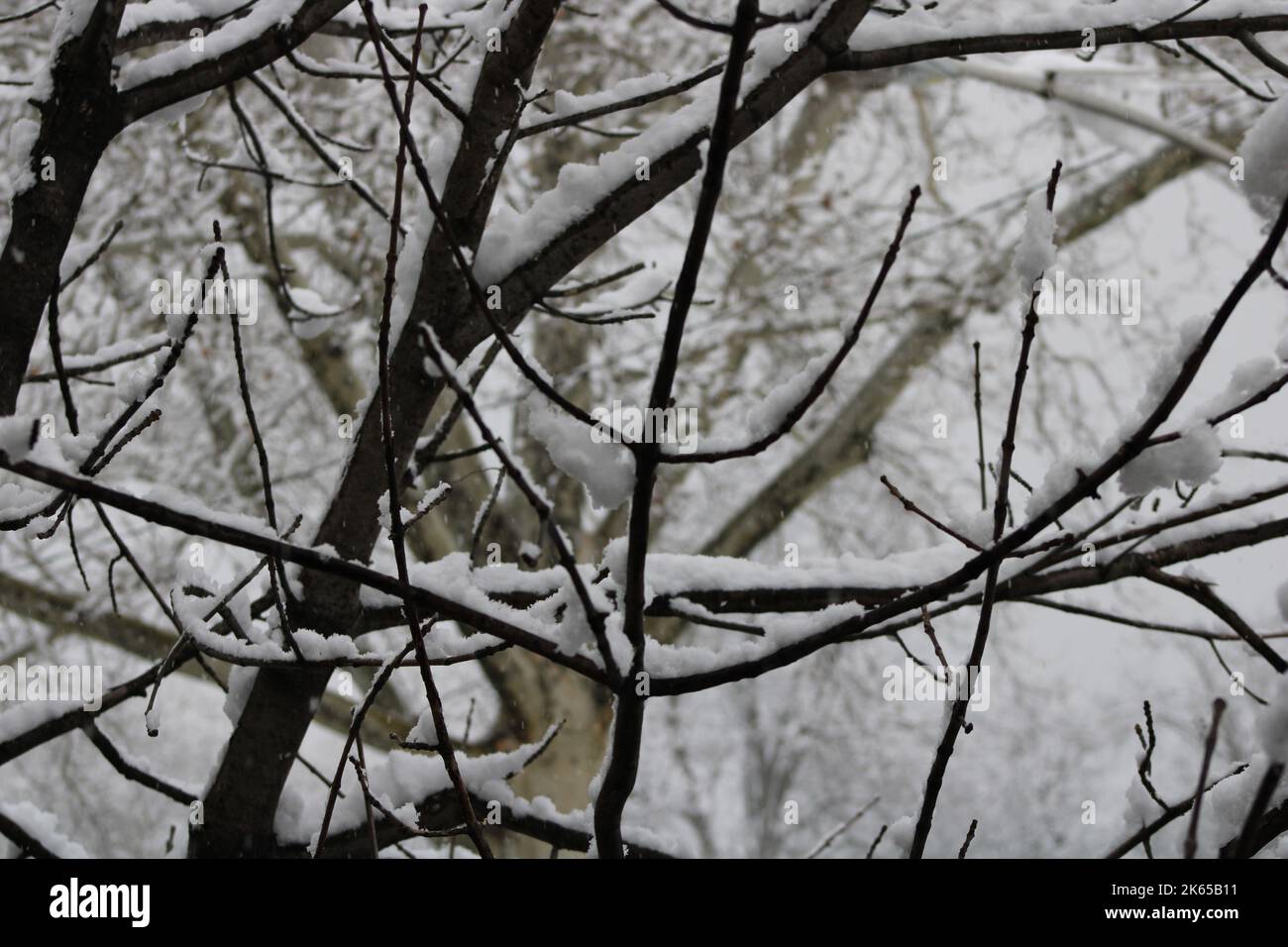 accumulation of snow on branches of a tree Stock Photo - Alamy