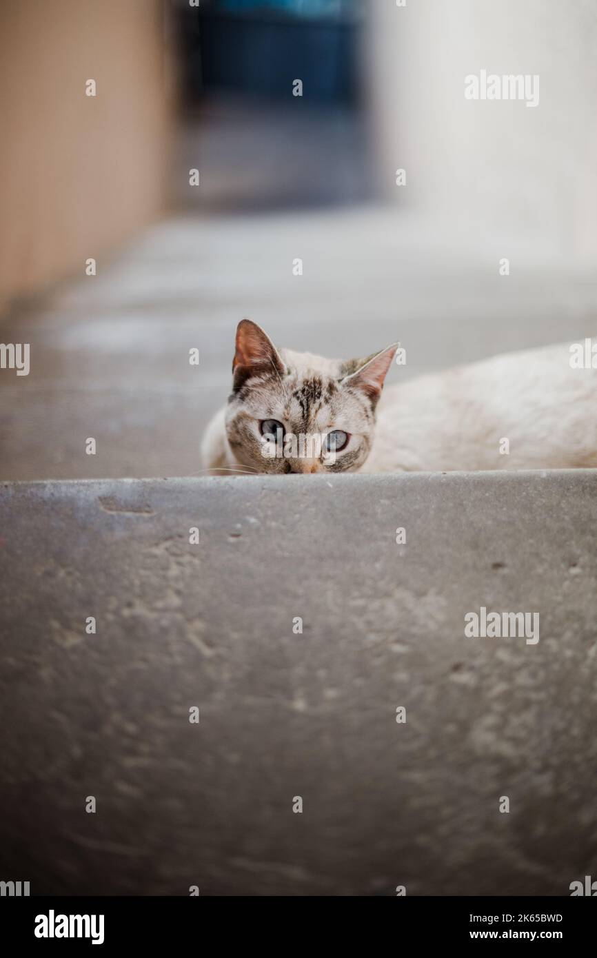 Crosseyed kitten looking at the camera. Concept of pets Stock Photo
