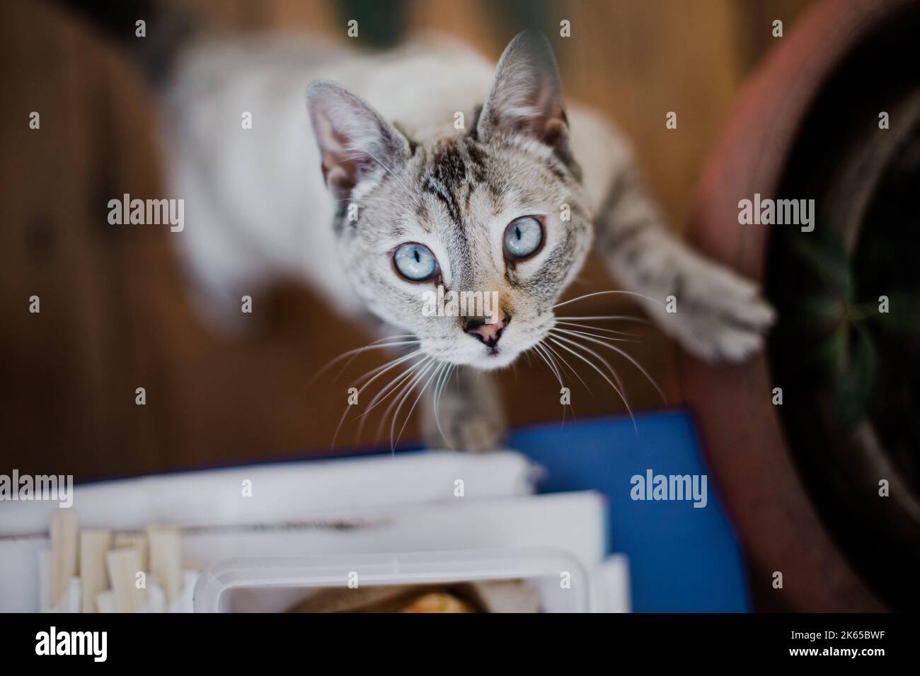 Crosseyed kitten looking at the camera. Concept of pets Stock Photo