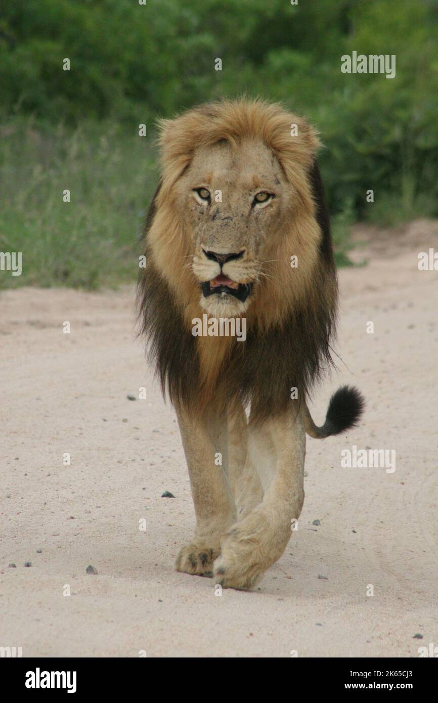 Large african male lion vertical hi-res stock photography and images ...