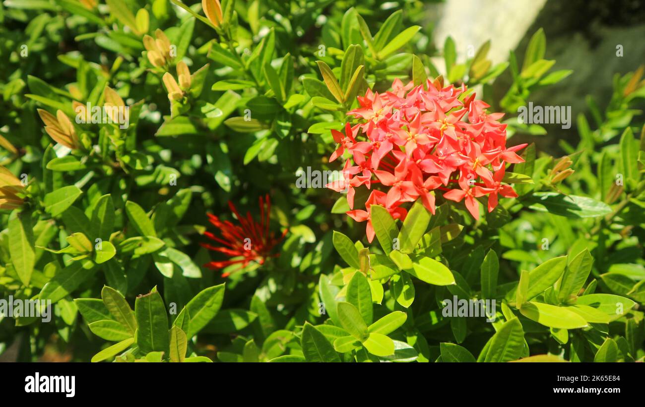beautiful red flowers in an amazing garden Stock Photo