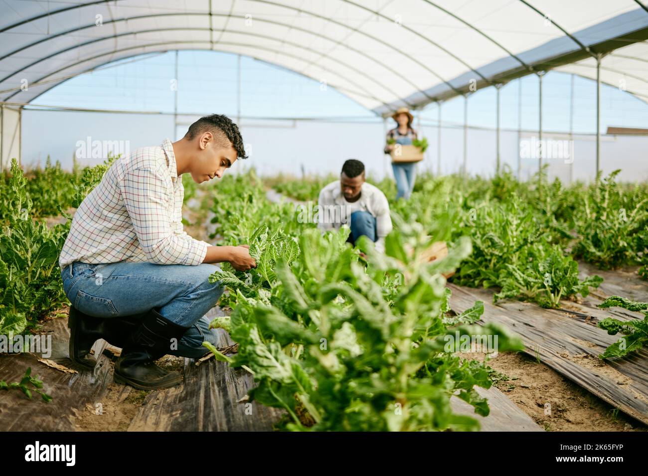 Its takes time and hard work. a group of farmers working together in