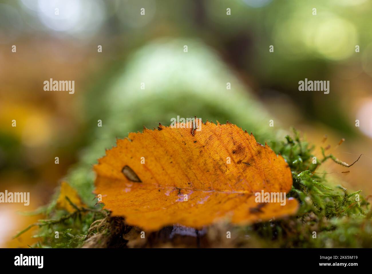 herbstliche Stimmung im Wald Stock Photo - Alamy